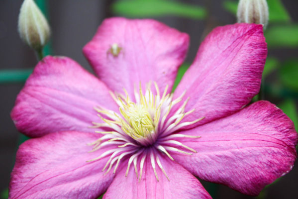 klematis