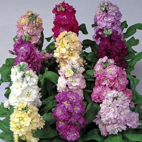 matthiola