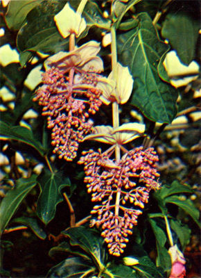 medinilla