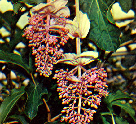 medinilla