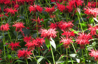 monarda