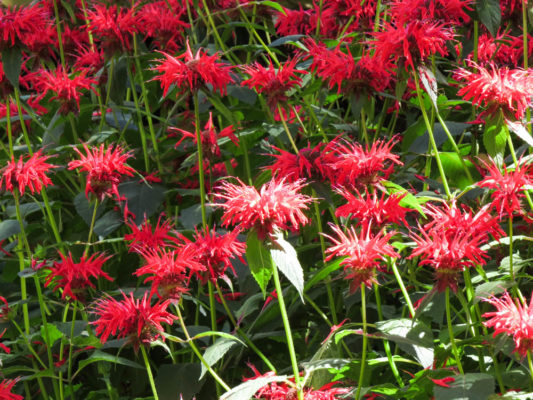 monarda