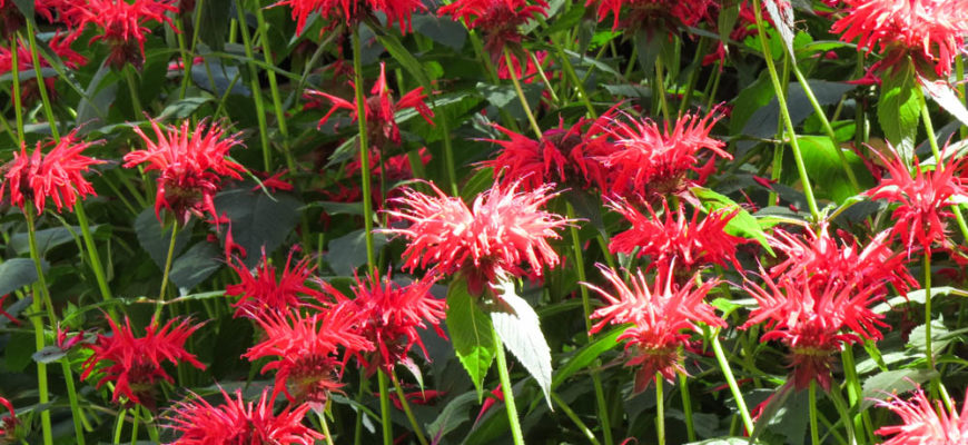 monarda