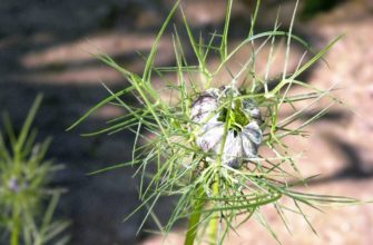 nigella