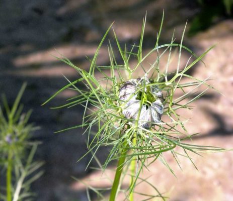 nigella