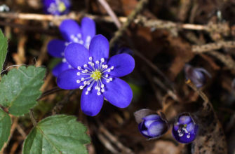 pechonochnica blagorodnaya