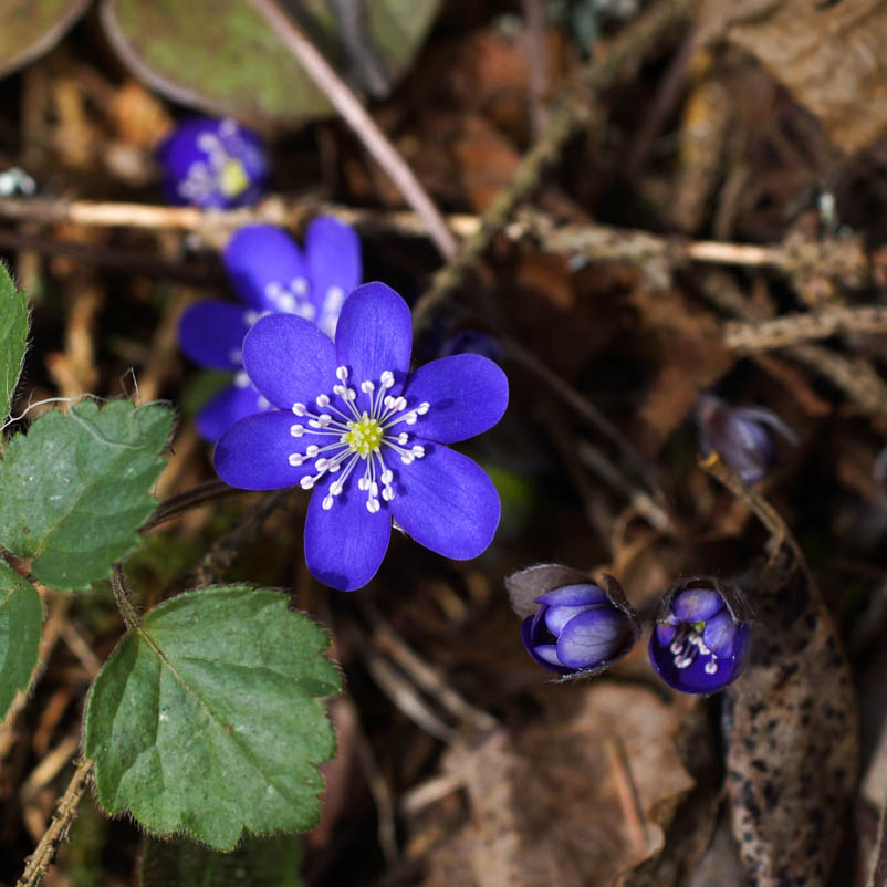 Зеленые перелески. Печеночница Нобилис. Печеночница благородная (hepatica Nobilis). Печеночноца Благодатная. Печеночница благородная (перелеска).