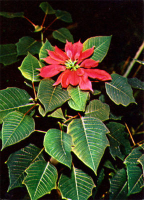 puansettia