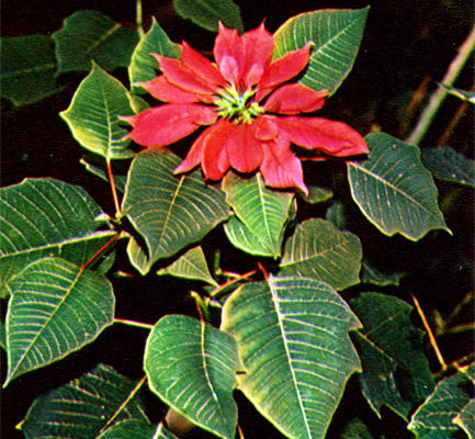 puansettia