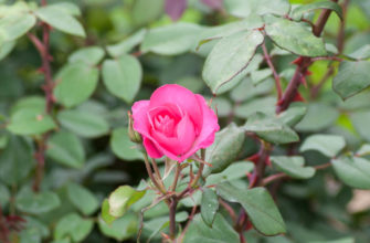 rose cyclamen