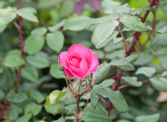 rose cyclamen