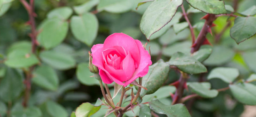 rose cyclamen