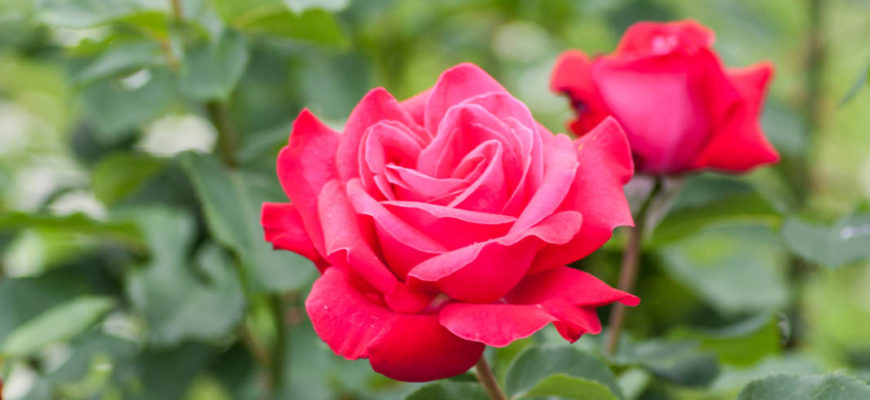 rose dame de coeur