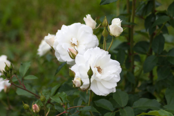 rose iceberg