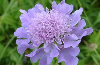 scabiosa
