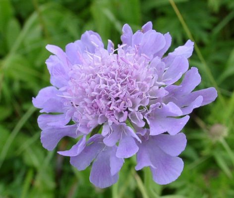 scabiosa