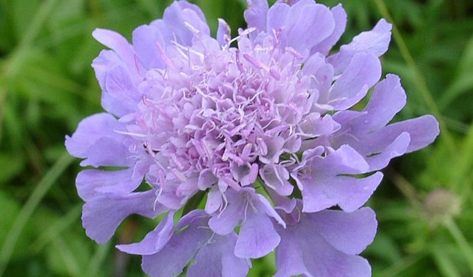 scabiosa