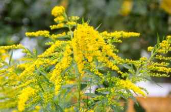 solidago