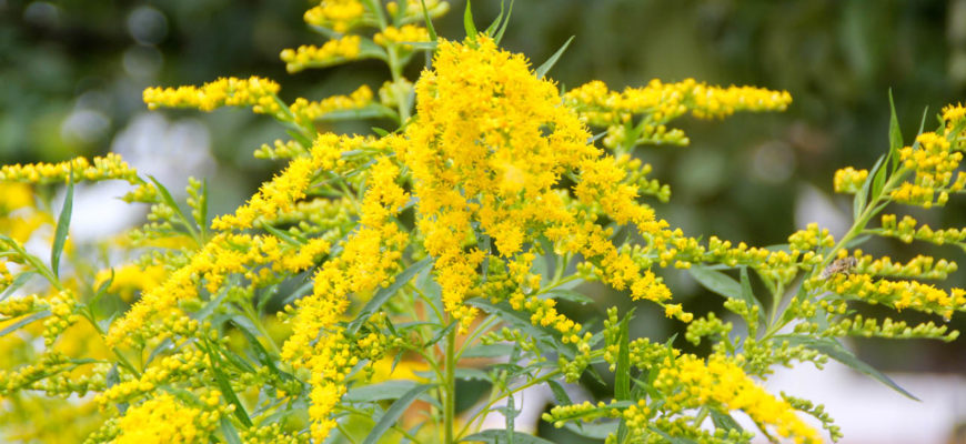 solidago