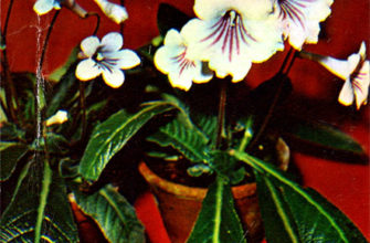 streptokarpus