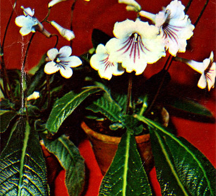 streptokarpus