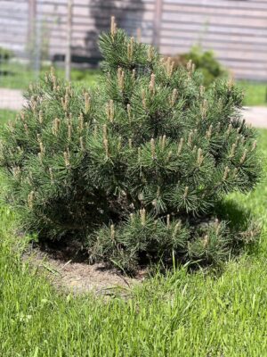 Сосна горная мугус (Pinus mugo var. mughus)