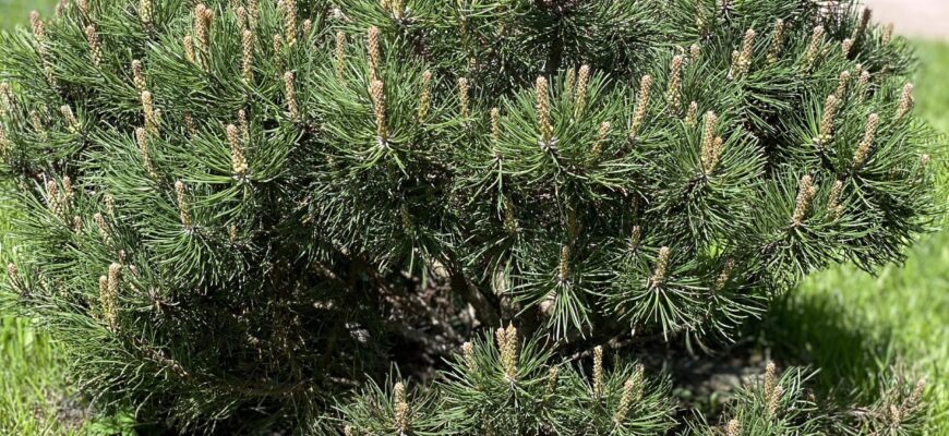 Сосна горная мугус (Pinus mugo var. mughus)